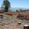 Juniper thinning, view southwest