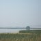 Birds in the marsh