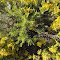 wild bloom,lavabeds,CA