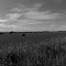 ranch view