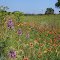 Texas wildflowers