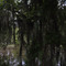 Panoramic of walking path at Brazos Bend