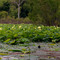 Brazos Bend state park, Texas