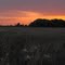 Sunset with Spider Lilies Brazos Bend SP Prairie Trail 20110402