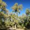 Oaks near Hale Lake