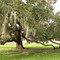 Live Oak & Spanish Moss in Brazos Bend State Park
