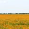Field of Yellow Flowers in Fall