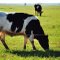 Cows
