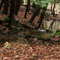 black moshannon creek