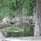 Texas Cypress