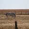 Grazing In Claude, Texas