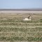 Antelope