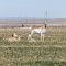 Antelope-Dell City, Texas