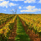 Winery in Milford, NJ