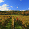 Winery in Milford, NJ