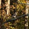 Redtail with Mouse