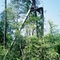 Tree damaged by Hurricane Rita