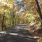 Diminishing Fall Canopy