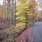Autumn Bliss on Joppa Mountain, Tennessee