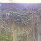 Vines