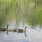 "Family outing" at Cumberland Mountain State Park, Crossville TN