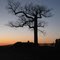Hillendale Tree