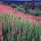 Fireweed, Alaska Range