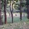 Grazing Gaur & Sambar