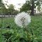 Ripe Dandelion "Fruit"