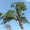 Re-greening of Surviving Trees in Memorial Park (March 2012) Thousands died in last year's drought