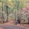 Dogwoods & Redbuds