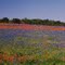 Blue Bonnets, & Indian Paint Brush