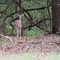 Hello deer