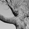 Spirit Trapped in Tree