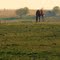 Grazing Horse at Sunset
