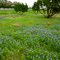 Texas Flowers