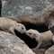 Abeliene, TX - Abeliene Zoo - Prarie Dogs
