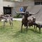 Abilene, TX: Airport Sculpture, "Born to be Free" - Doug Graves, artist, 2011
