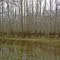 water line on trees