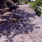 Dinosaur tracks on McFall farm