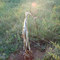 Fawn stuck in fence
