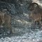 aoudad