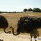 Fossil Rim Wildlife Center
