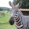 Zebras at Fossil Rim