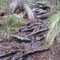 Root Trail