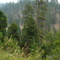 triple creek ranch