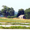 Beehunter Marsh 03