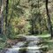 Fall Walk