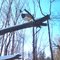 Mt Snow duck