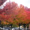 Aren't those trees pretty?